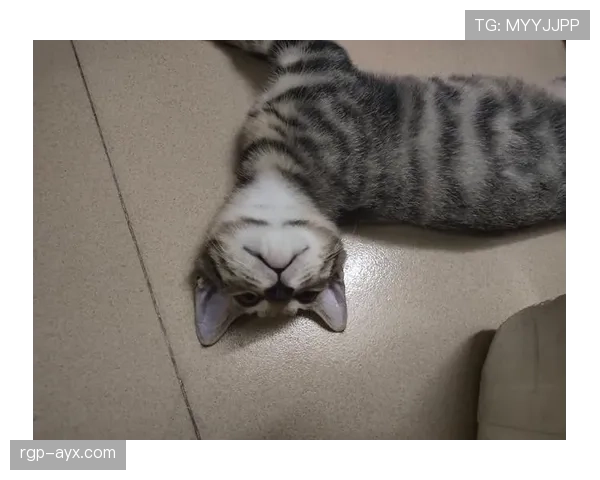 谌龙训练完直接躺地上跟家里猫似的，这差距也太大了吧…